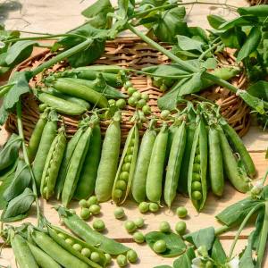 Pois Grimpant à Grain Ridé Téléphone à Rames - 20 m